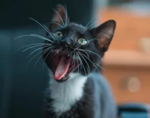 Por que lama madrilenos gatos